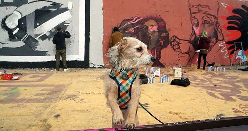 dog watching street art